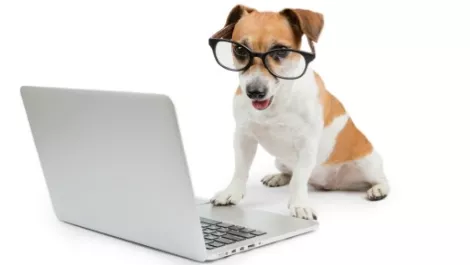 Hills top dog for Ruckus Wireless
