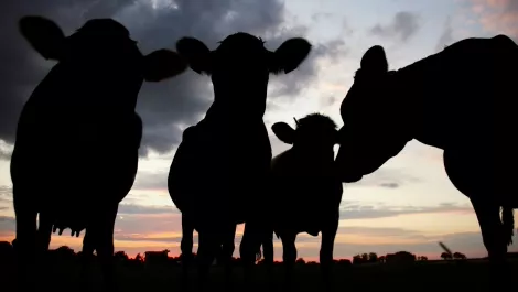 NZ in a frenzy after undercover video shows animal cruelty